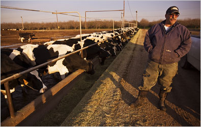 Arthur Machado of Machado Farms & Dairy checks on his head of dairy cattle during their afternoon feeding in Fresno, CA.