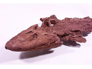 Tiktaalik, an intermediate form between fish and amphibians that lived 375 million years ago.